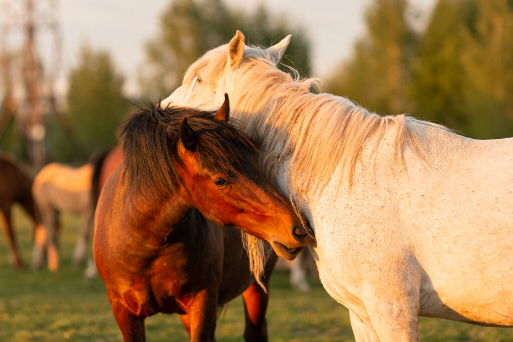 beautiful horses graze in the pasture near the vil 2025 01 29 03 21 39 utc Clayton Industries – Advanced Steam Boiler Technology